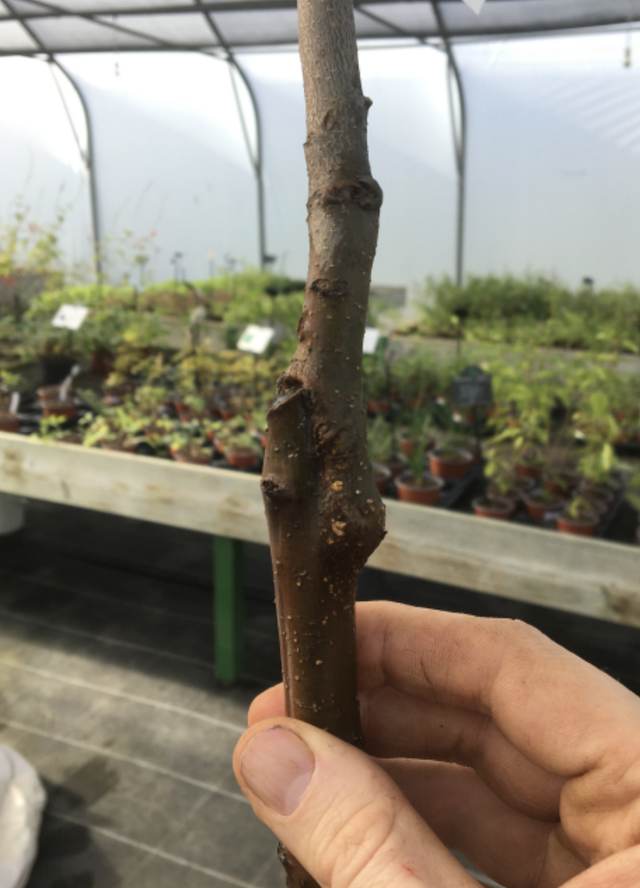 Formation Initiation à la Greffe des Fruitiers