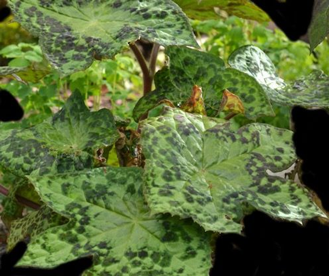 Podophyllum 'Spotty Dotty' P9