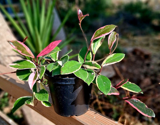 B28 . Hoya carnosa 'Tricolor Flamingo Dream'