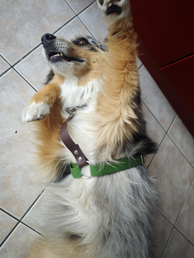 Harnais biothane, seconde main/vie !