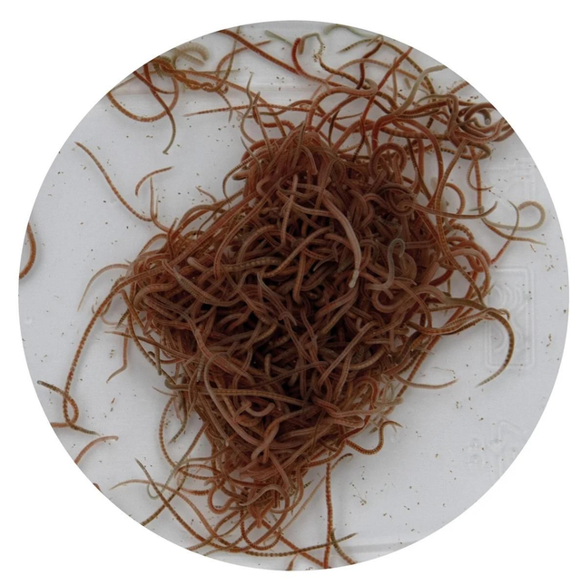 Levende glasworm 4038358101724