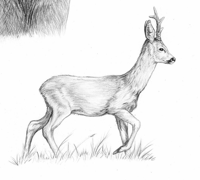 Rois des forêts - A3 - précommande