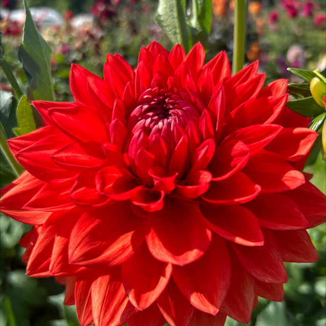 Ryecroft Huntsman 218