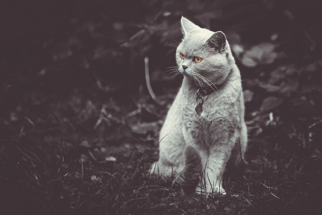 Katze