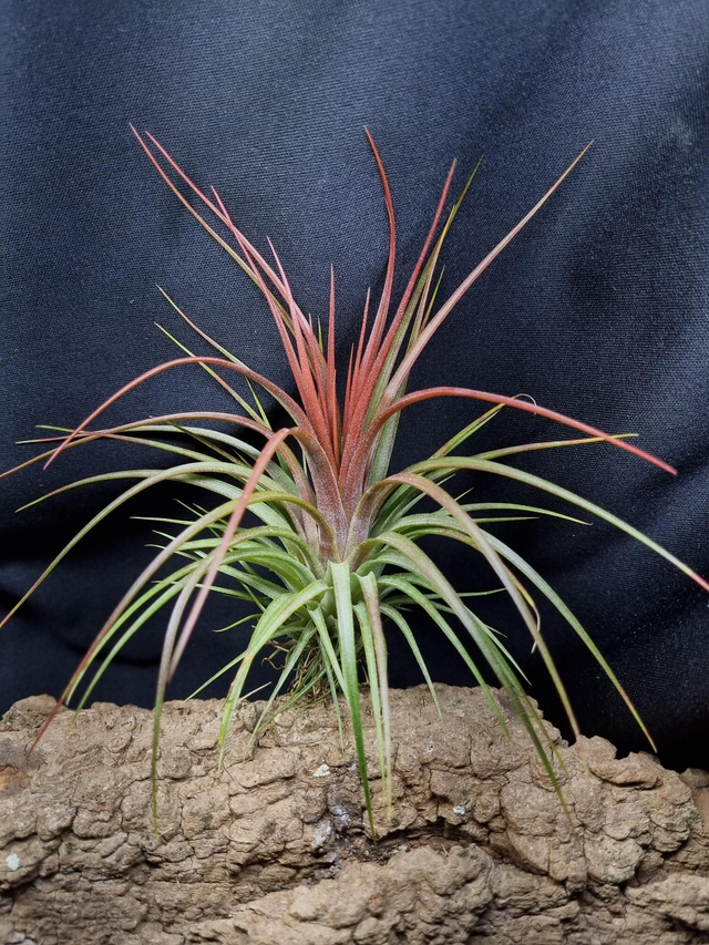 Tillandsia Rainforest Red 