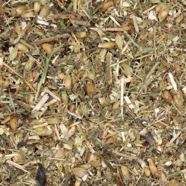 Duizendbladbloesem (yarrow flower) (Achillea millefolium) - BIO