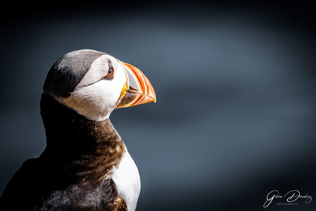 FS053 - Macareux moine