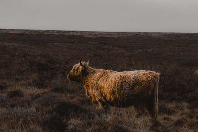 Highland Cow Grazing #2