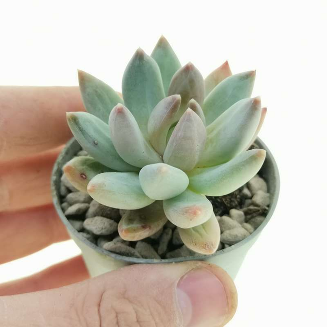 D92 . Pachyveria glauca