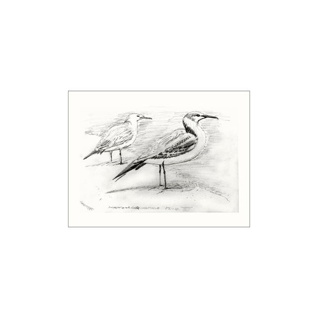 Hættemåger, ungfugle