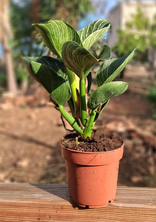 B67 . Phylodendron white wave