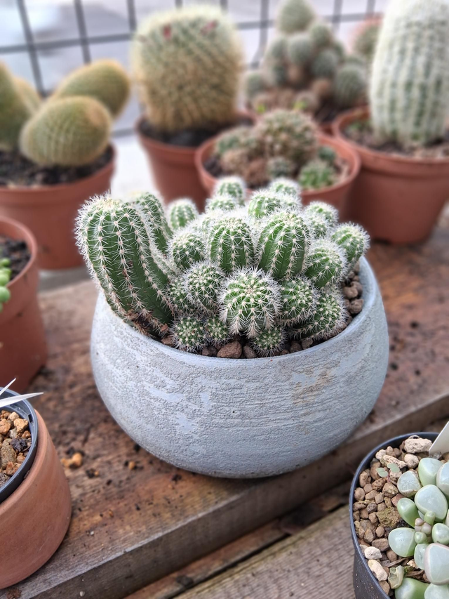 D135 . Cactus in 'Erika  ciotola'