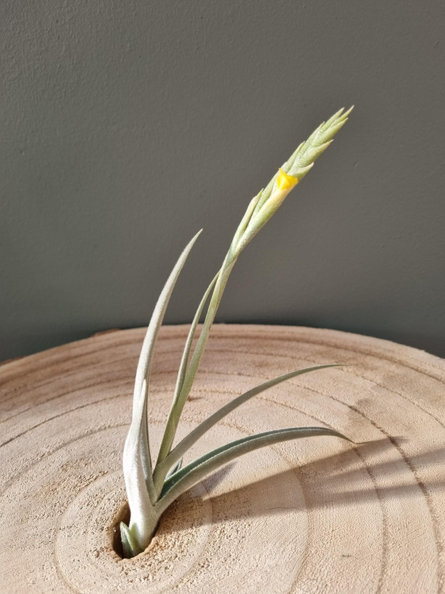 Tillandsia Look at Moi