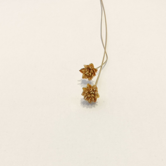 Hill Flower séché – Petite fleur texturée pour bouquets secs et compositions florales naturelles