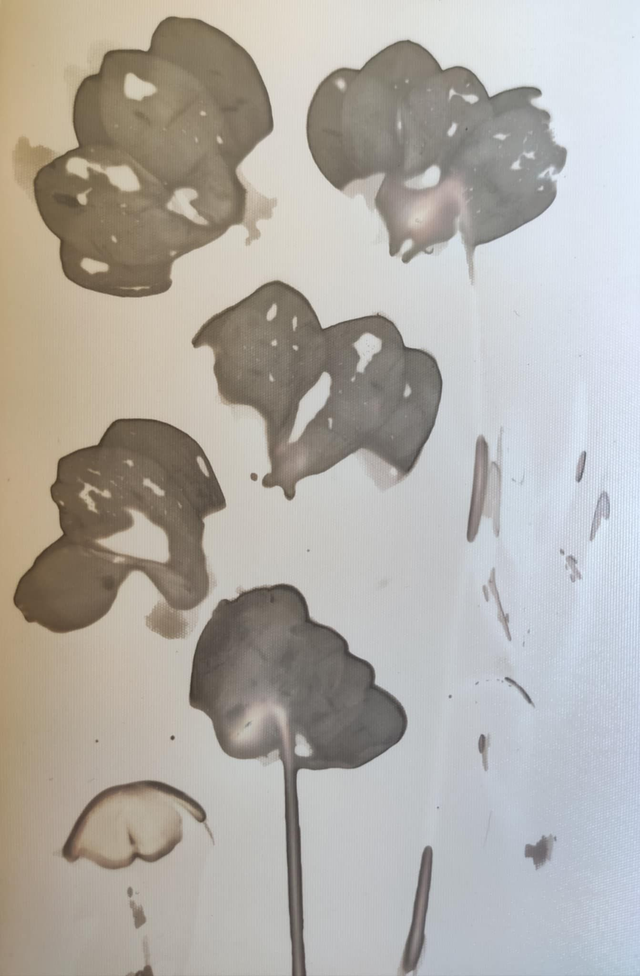 Bouquet d'automne – Cyclamens de Naples 1