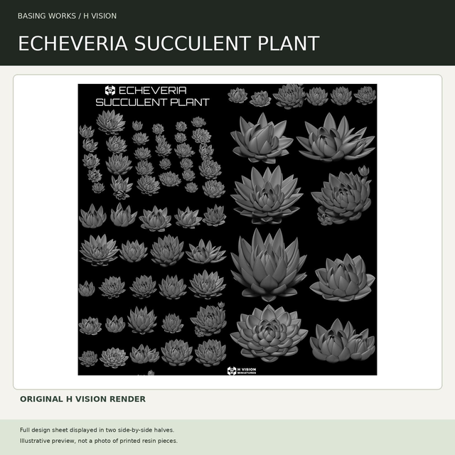 H Vision - Echeveria Succulent Plant