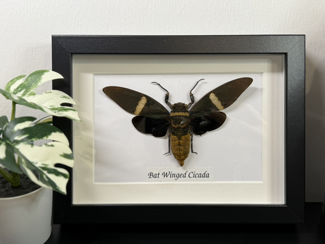 Bat winged cicada 