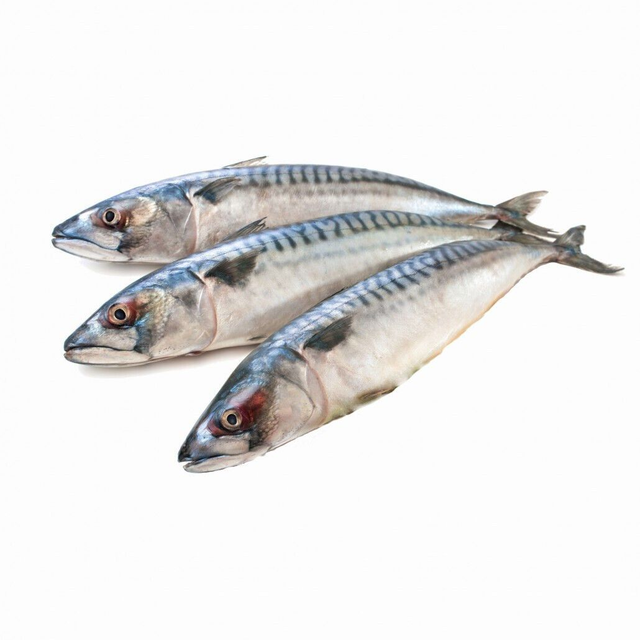Mackerel