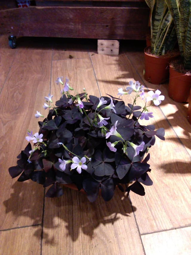 Oxalis in 23cm pot 