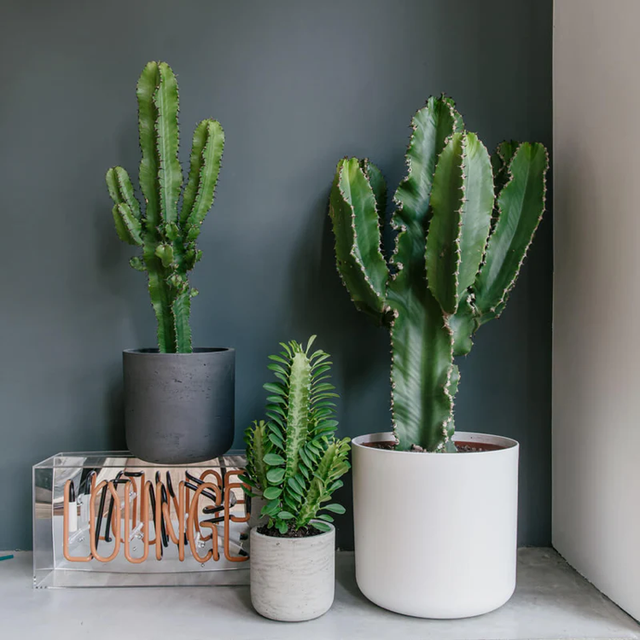 Euphorbia trigona rubra (African Milk Tree)