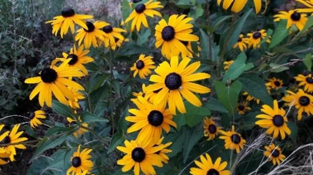 Rudbeckia Little Goldstar 