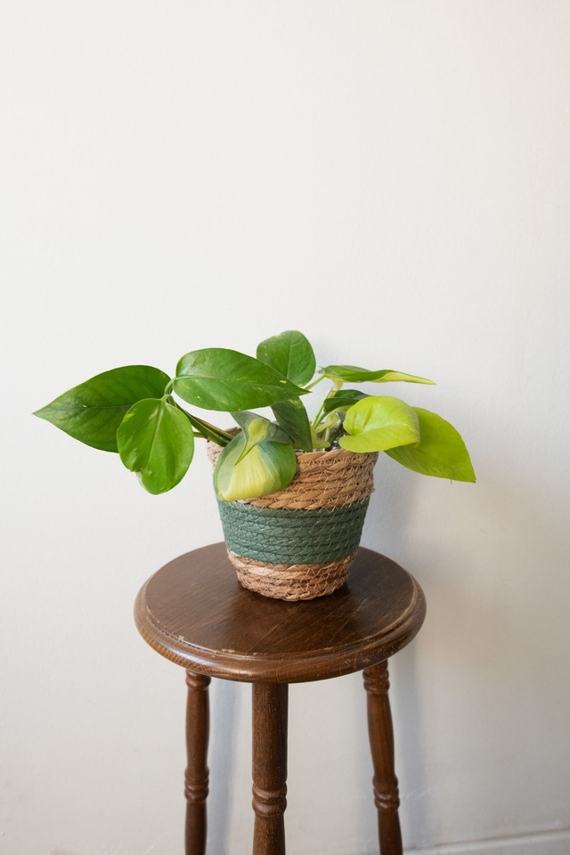 Pot tressé beige &amp; vert 🧩 Mix &amp; Match