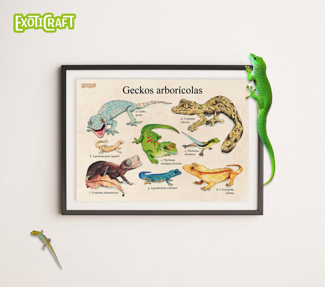 Geckos arborícolas científico