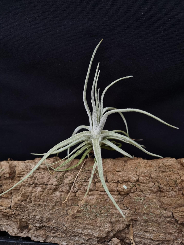 Tillandsia lepidosepala
