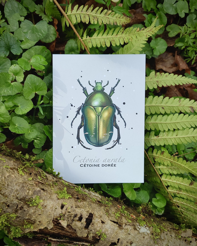 Cétoine dorée - Carte format A6