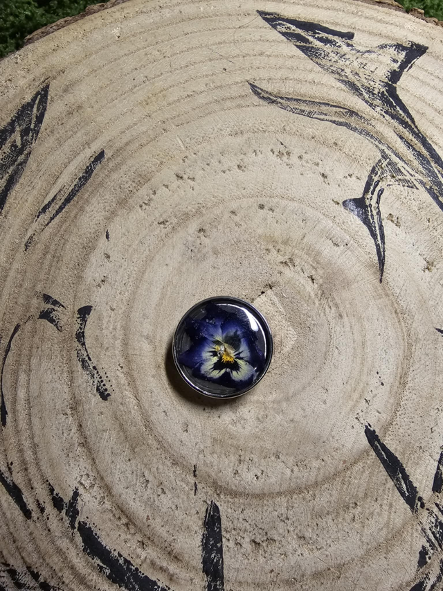 Pensée tri-color violet et jaune