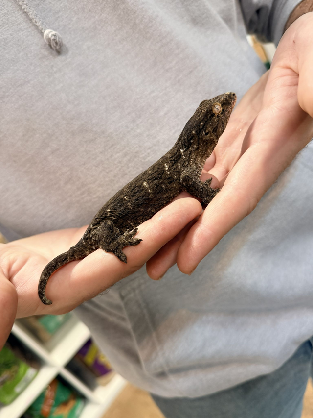 CB26 Leachianus Gecko 