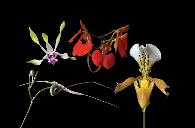 Memory Enhancer Combination Essence