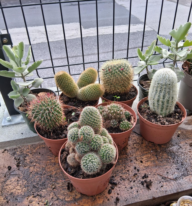 D128 . Cactus misti vaso 14