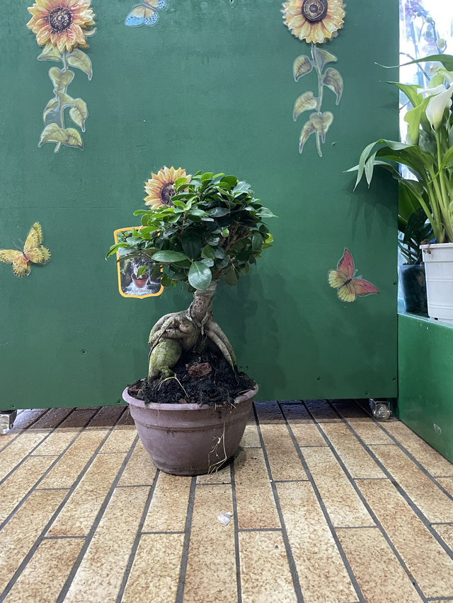Bonsai Ficus Ginseng