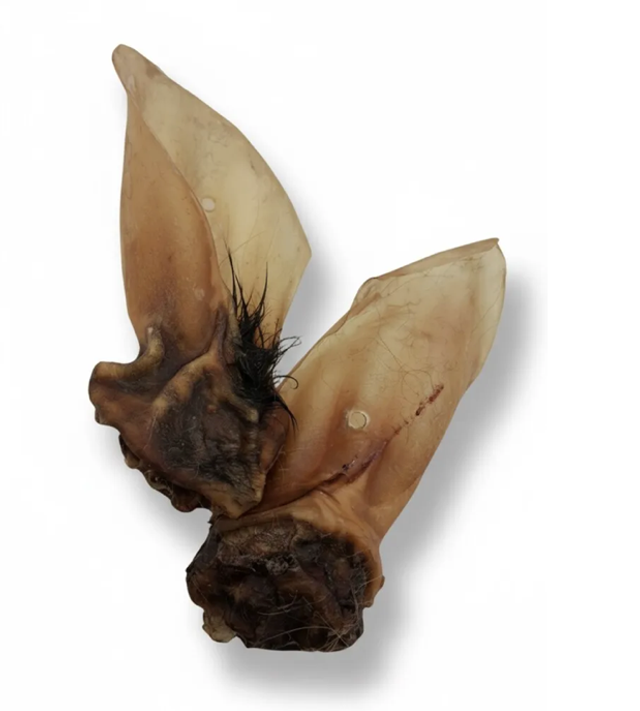 Oreilles de boeuf avec conduit XL