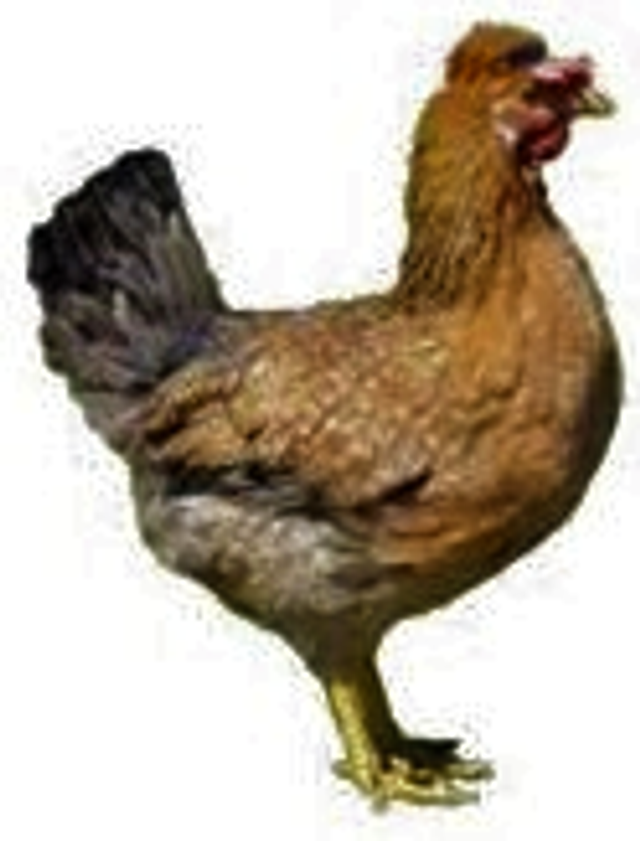 Millwood Blue - BLUE Egg Layer - PRE ORDER FOR END FEBRUARY