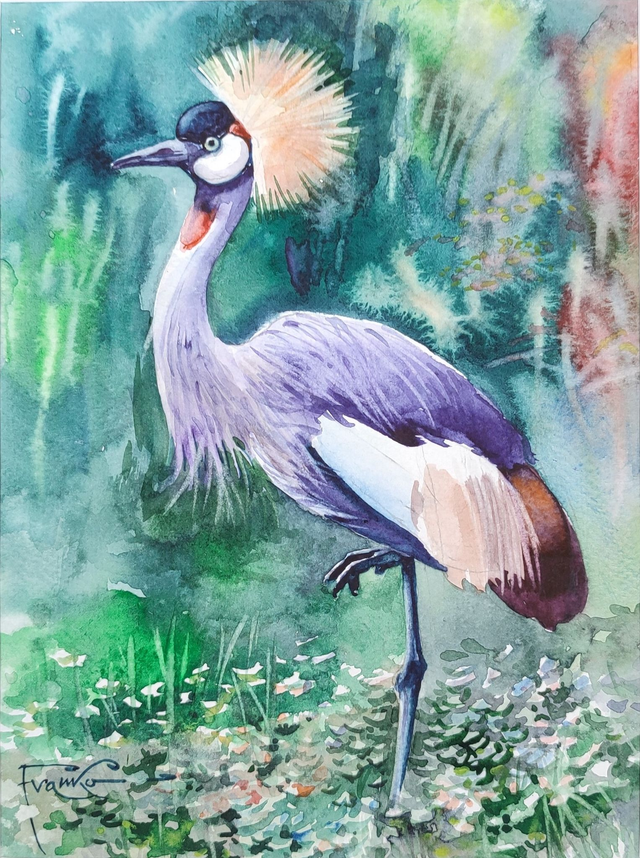 Żuraw królewski , 35x28 (24x18 w świetle passe-partout) akwarela 2024