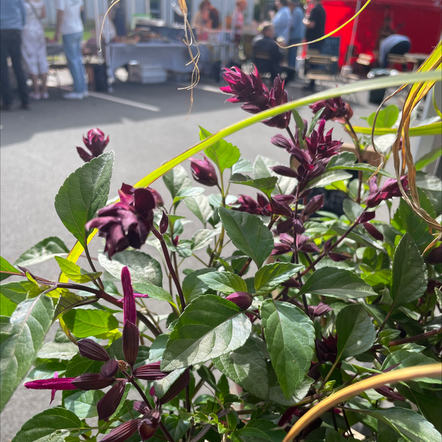 Salvia Love and Wishes 