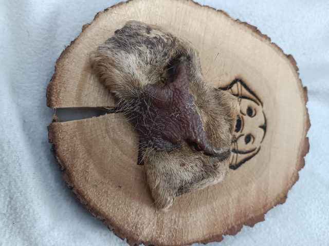 Museau de bœuf avec poils 