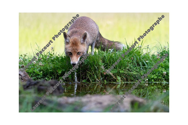 Renard Roux a l&#039;eau