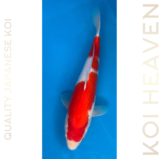 Momotaro koi farm Kohaku Tosai 31cm