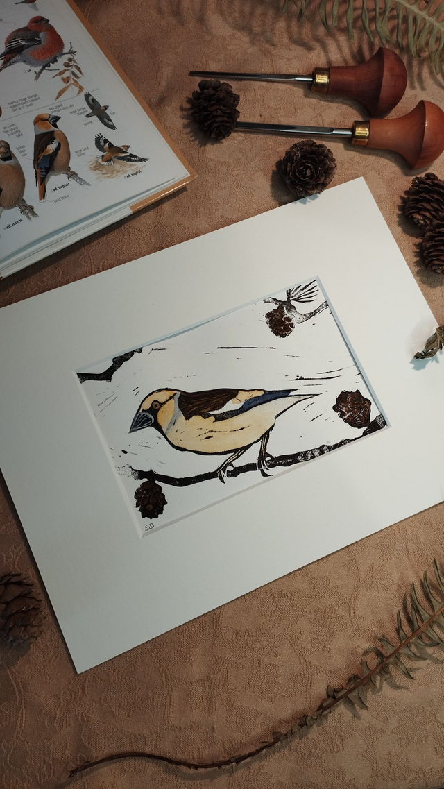 Illustration Oiseau Grosbec cassenoyaux en linogravure et aquarelle
