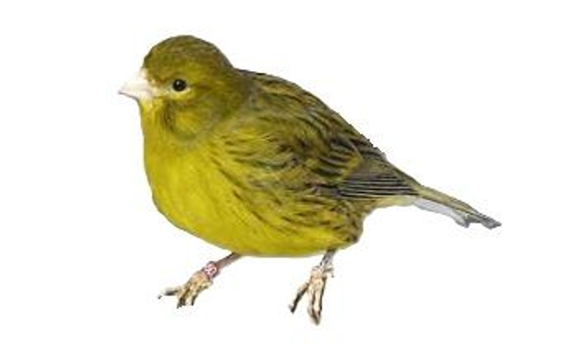 Le canari vert, sexage ADN garanti