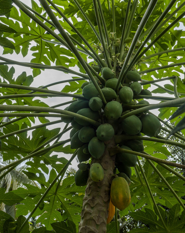 Papaya Baum
