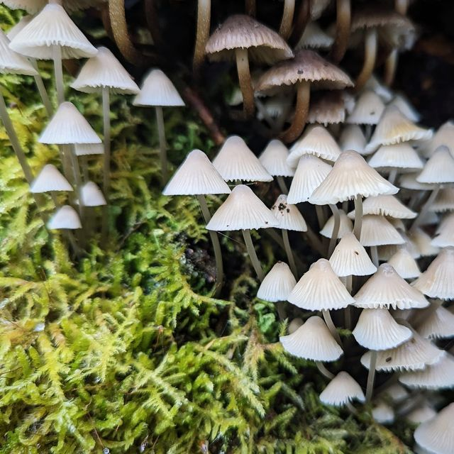 &#039;Fairy village&#039;