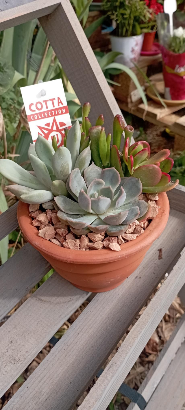 Composition succulentes terracotta 