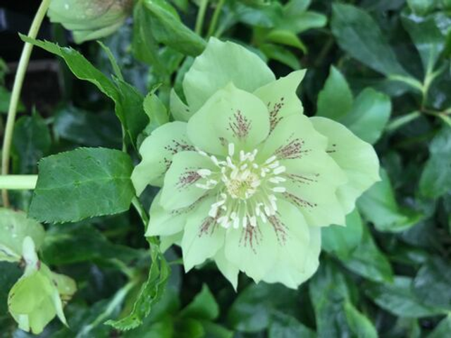 Helleborus x hybridus &#039;Double Ellen Green&#039; P9 (0.5l) 