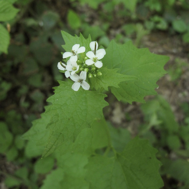 Alliaire officinale (Alliaria petiolata )