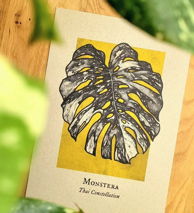 Monstera Thai Constellation