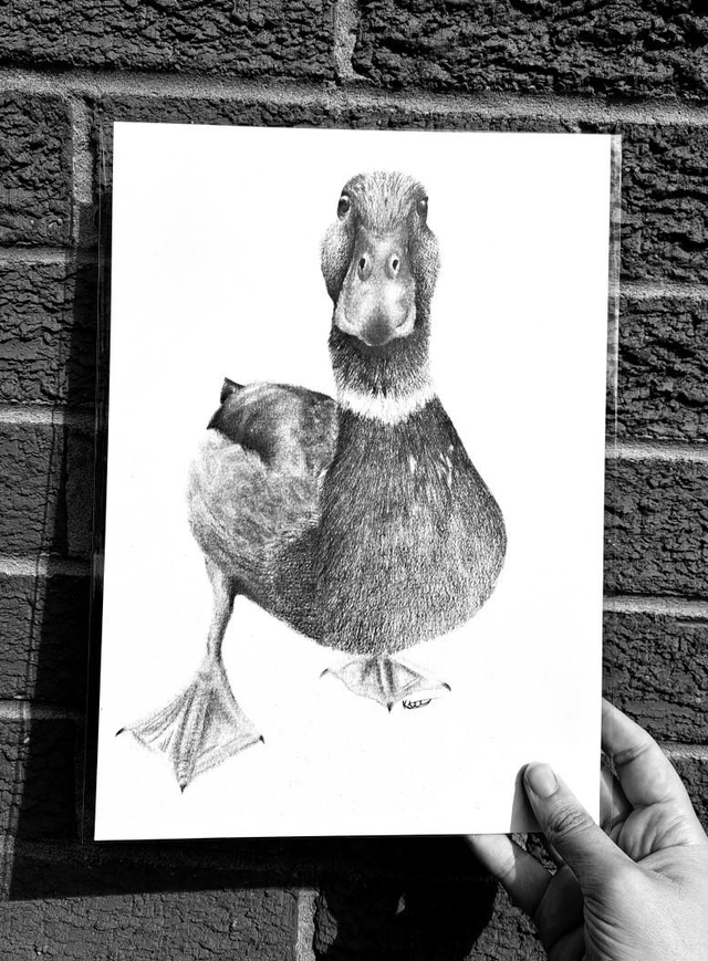 Duck A4 Print